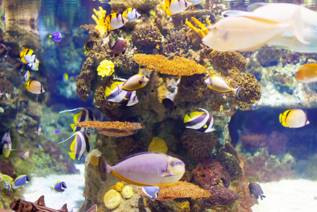 Non-Fish Aquarium Pets