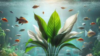 Aquarium Peace Lily: Thrive in Fish Tanks