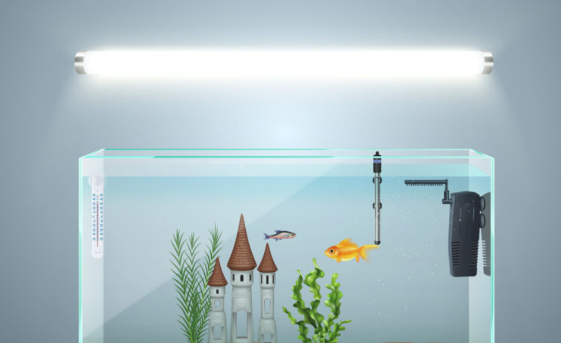 Discover Your Perfect Gallon Fish Tank Today