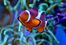 Discover the Vibrant World of Orange Saltwater Fish: A Guide to Stunning Species