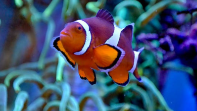 Discover the Vibrant World of Orange Saltwater Fish: A Guide to Stunning Species