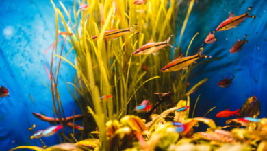 Efficient Aquarium Water Pumps: Enhance Water Circulation and Oxygenation