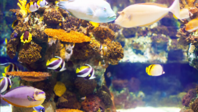 Explore Marine Wonders at St Pete Aquarium!
