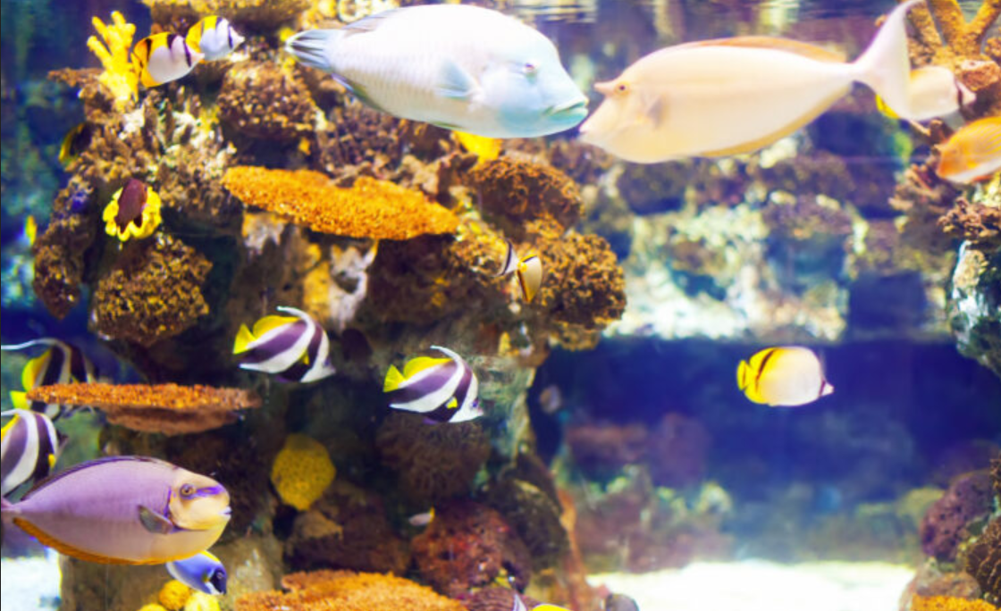 Explore Marine Wonders at St Pete Aquarium!