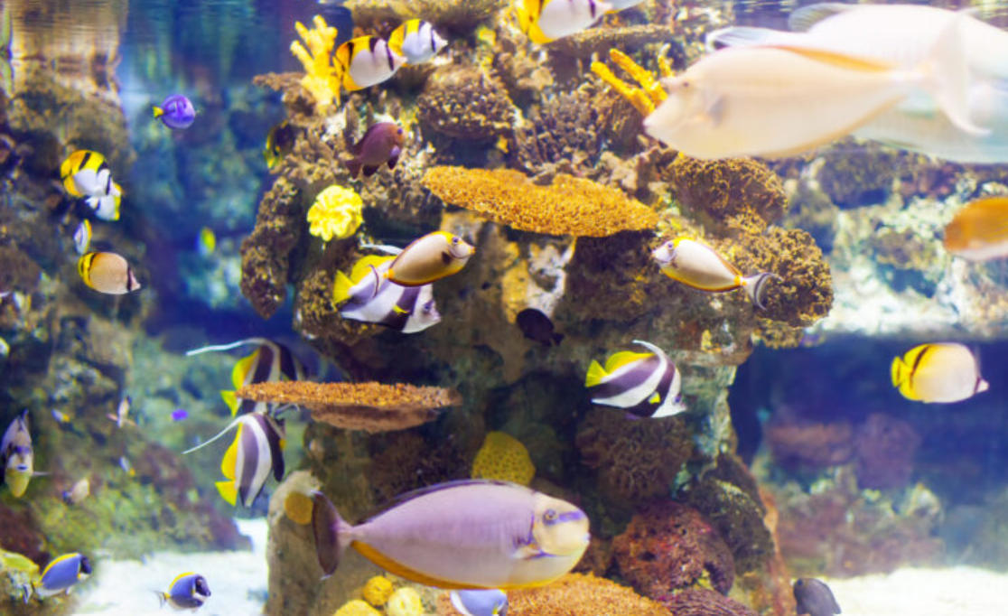 Non-Fish Aquarium Pets for Your Home Tank